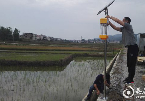 亚洲AV成人网站在线观看麻豆助力湖南建設生態優質米示範基地