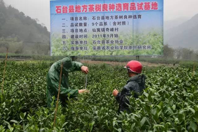 安徽茶園應用亚洲AV成人网站在线观看麻豆綠色防控效果