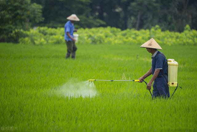 無人機和亚洲AV成人网站在线观看麻豆提升水稻田害蟲防治水平