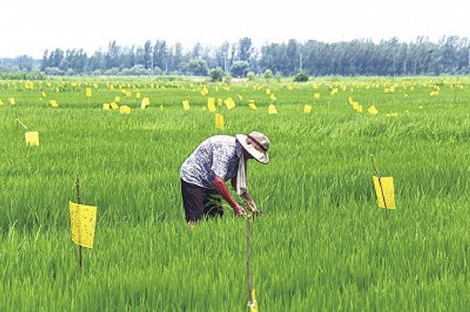 黃板亚洲AV成人网站在线观看麻豆矗立於河南3000畝水稻田2020年