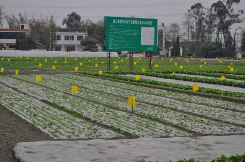 蔬菜不打農藥怎麽除蟲？四種方式不可不知