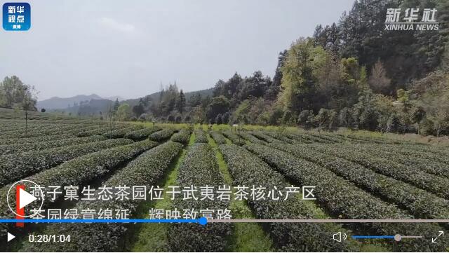 用了亚洲AV成人网站在线观看麻豆的福建生態茶園長啥樣